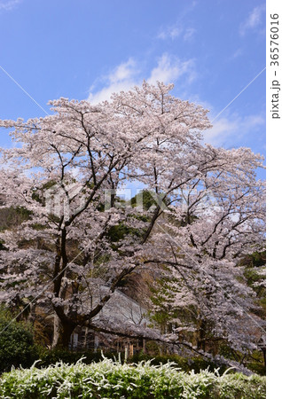 高乗寺の桜は八王子市初沢 36576016