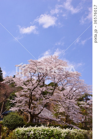 高乗寺の桜は八王子市初沢 36576017