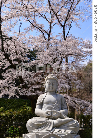 高乗寺の桜は八王子市初沢 高乗寺の桜は八王子市初沢 36576020