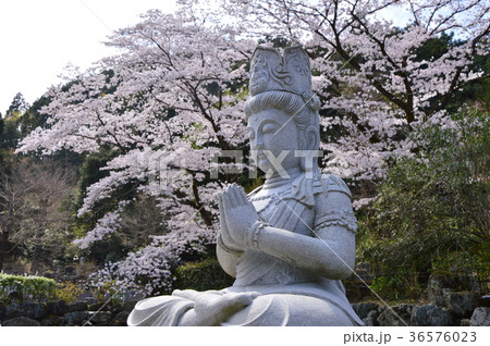 高乗寺の桜は八王子市初沢 高乗寺の桜は八王子市初沢 36576023