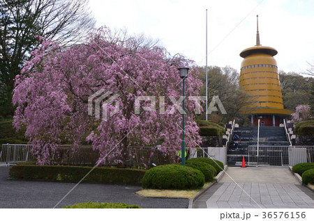 高尾みころも霊堂の桜は 36576156