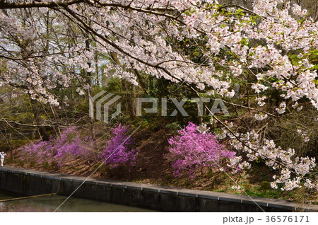 高尾みころも霊堂の桜は 高尾みころも霊堂の桜は 36576171