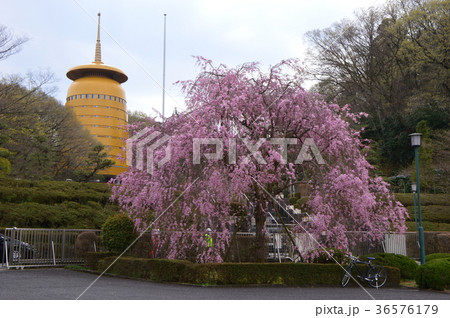 高尾みころも霊堂の桜は 36576179