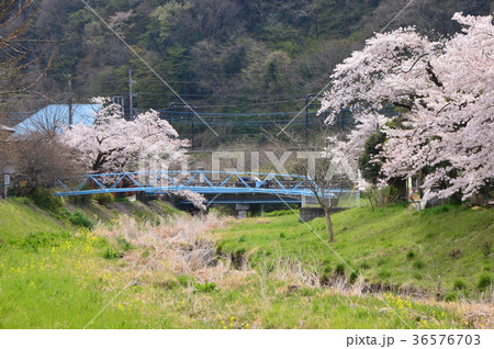 高尾梅郷の桜　八王子市 36576703