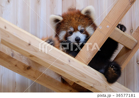 レッサーパンダ red panda 36577181