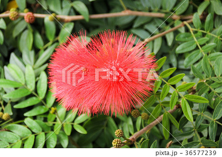 合歓の木 ネムの花 ネムノキ属 36577239