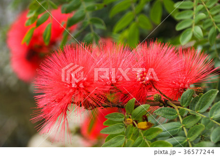 合歓の木 ネムの花 ネムノキ属 36577244