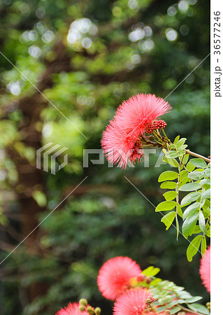 合歓の木 ネムの花 ネムノキ属 36577246