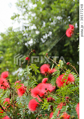 合歓の木 ネムの花 ネムノキ属 36577248