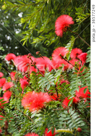 合歓の木 ネムの花 ネムノキ属 36577249