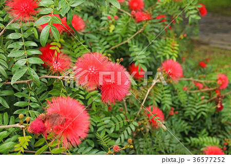 合歓の木 ネムの花 ネムノキ属 36577252