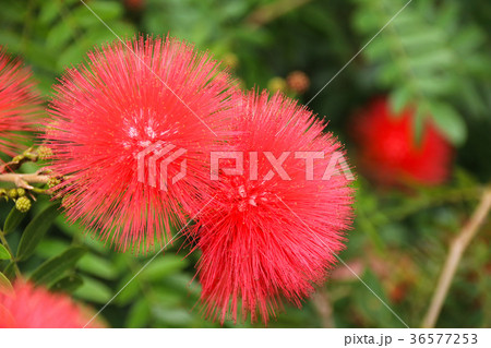 合歓の木 ネムの花 ネムノキ属 36577253