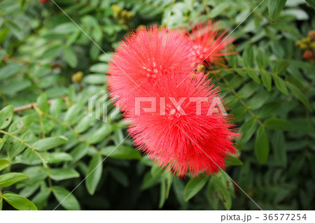 合歓の木 ネムの花 ネムノキ属 36577254