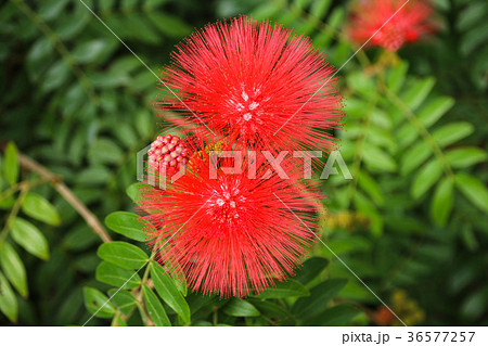 合歓の木 ネムの花 花 36577257