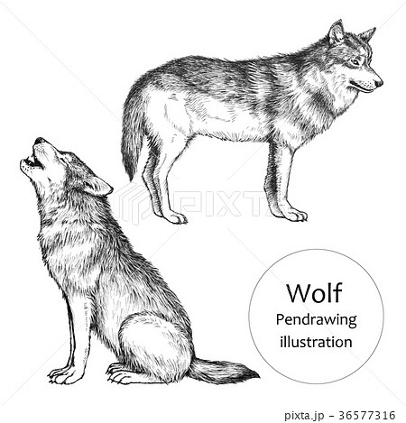 無料イラスト画像 驚くばかりオオカミ 犬 イラスト かっこいい