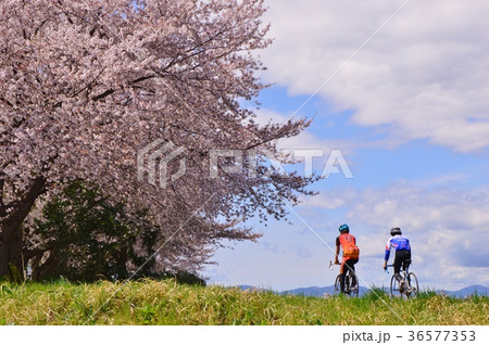 ふれあい橋付近の桜は浅川土手 日野市の写真素材