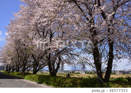 ふれあい橋付近の桜は浅川土手 日野市の写真素材