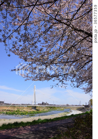 ふれあい橋付近の桜は浅川土手 日野市の写真素材