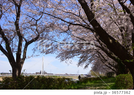 ふれあい橋付近の桜は浅川土手 日野市の写真素材