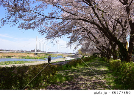 ふれあい橋付近の桜は浅川土手 日野市の写真素材