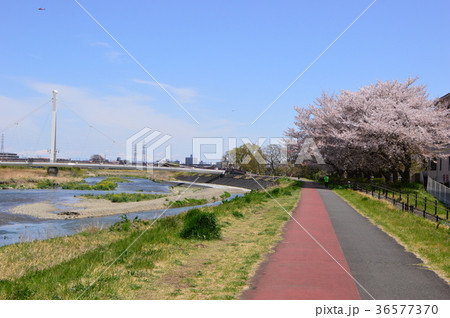 ふれあい橋付近の桜は浅川土手　日野市 36577370