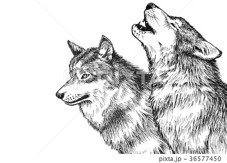 Wolf Pen Drawing Copy Space Spread Stock Illustration