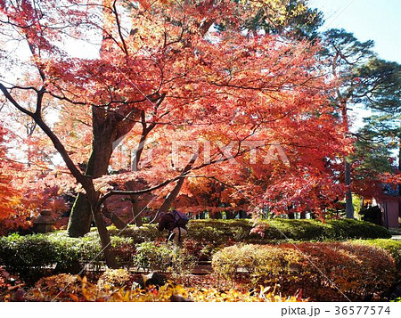 秋は紅葉、春は満開の桜が美しい大田黒公園 秋は紅葉、春は満開の桜が美しい大田黒公園 36577574