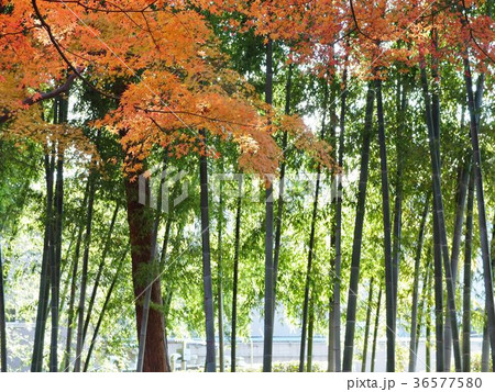 紅葉と緑の竹林との美しいコントラスト 紅葉と緑の竹林との美しいコントラスト 36577580