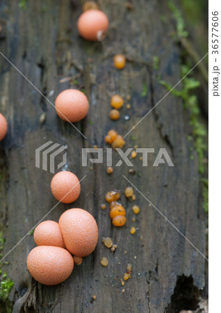 Lycogala epidendrum 36577606