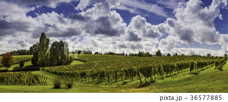 Beautiful landscape bordeaux wineyard france 36577885