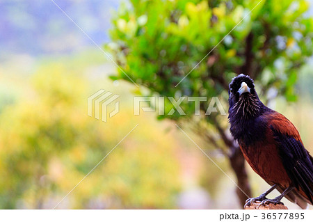 奄美大島 雨上がりのルリカケス 固有種 天然記念物 奄美大島 雨上がりのルリカケス 固有種 天然記念物 36577895