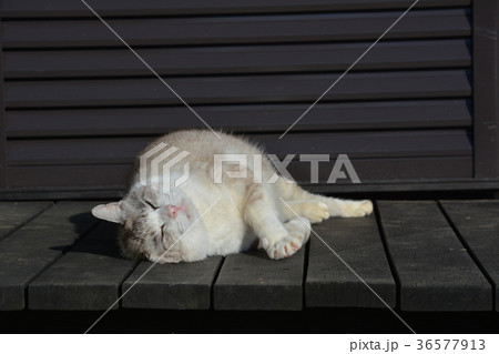 縁台で寝そべる猫、くつろぎ、昼寝 縁台で寝そべる猫、くつろぎ、昼寝 36577913