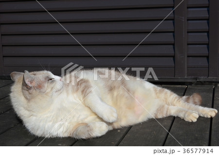 縁台で寝そべる猫、くつろぎ、昼寝 36577914