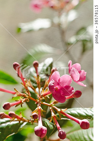 ルクリア アッサムニオイザクラ においざくら(学名:Luculia) ルクリア アッサムニオイザクラ においざくら(学名:Luculia) 36578115