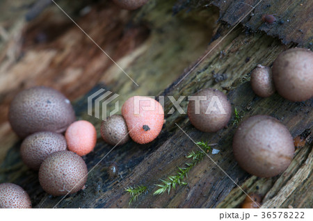 Lycogala epidendrum 36578222
