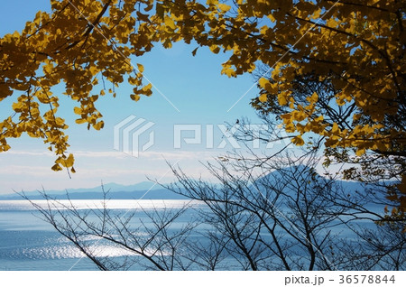 イチョウと海 イチョウと海 36578844