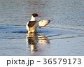 カワアイサの羽ばたき 36579173