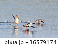 カワアイサの飛び立ち 36579174