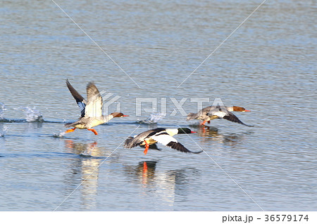 カワアイサの飛び立ち 36579174