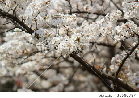 Beautiful Cherry blossom , white sakura flower Beautiful Cherry blossom , white sakura flower 36580387