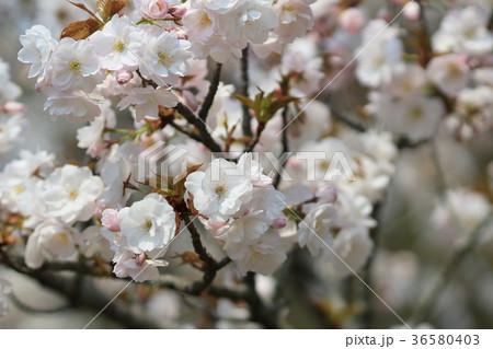 spring sakura pink flower spring sakura pink flower 36580403