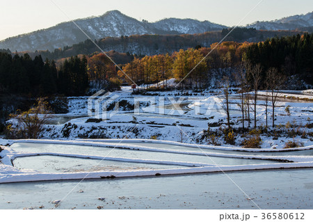 新潟県長岡市　新雪と残り紅葉の棚田 36580612