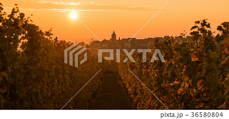 The Village of Zellenberg at sunrise,Alsace vineya 36580804