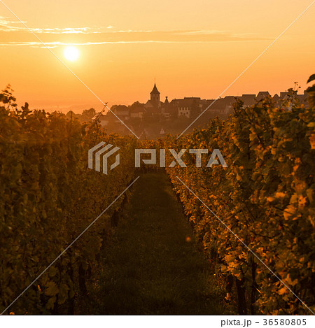 The Village of Zellenberg at sunrise,Alsace vineya 36580805