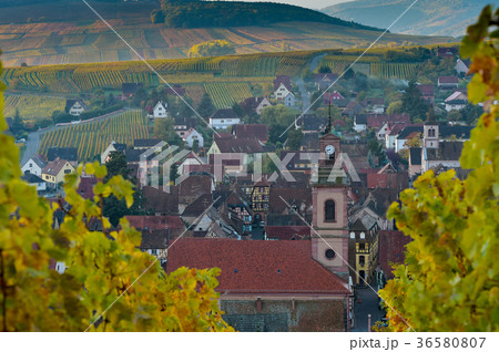 Alsace village, with vineyard, Riquewhir France Alsace village, with vineyard, Riquewhir France 36580807