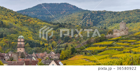 Vineyard and townscape Kaysersberg, Alsace 36580922