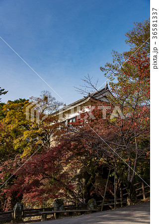 愛知 岡崎公園 紅葉の巽閣 愛知 岡崎公園 紅葉の巽閣 36581337
