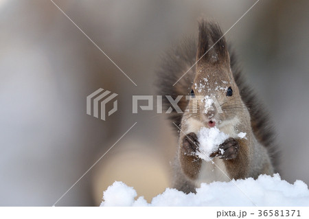 雪の中のエゾリス 雪の中のエゾリス 36581371