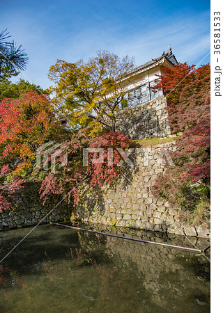 愛知 岡崎公園 紅葉の巽閣 愛知 岡崎公園 紅葉の巽閣 36581533