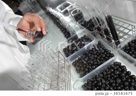 Wine quality control testing in modern laboratory 36581675